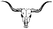 steer skull drawing